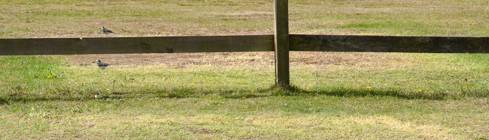 Rhonda's Landscape blog